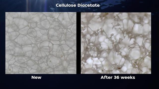Two side by side images of cellulose diacetate one new and one after 36 weeks, showing how it decomposes.