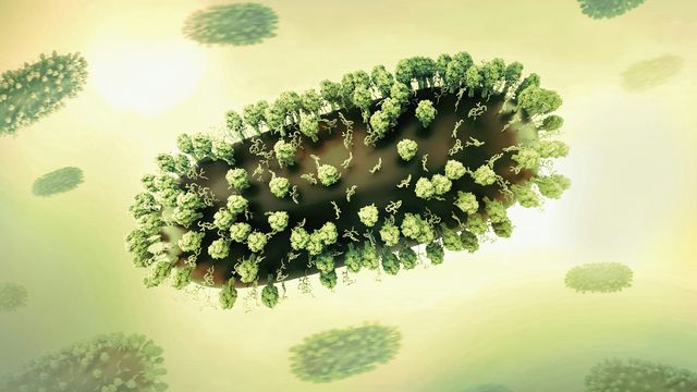 3D renderings of respiratory syncytial virus (RSV).