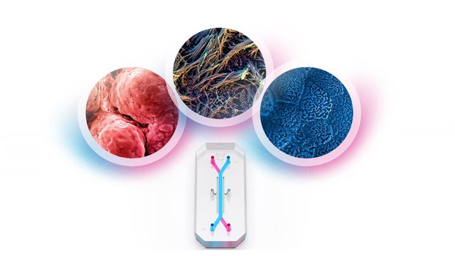 organ on a chip image