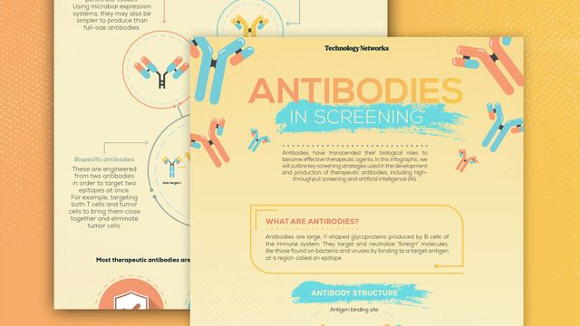 Antibodies in Screening infographic snippet