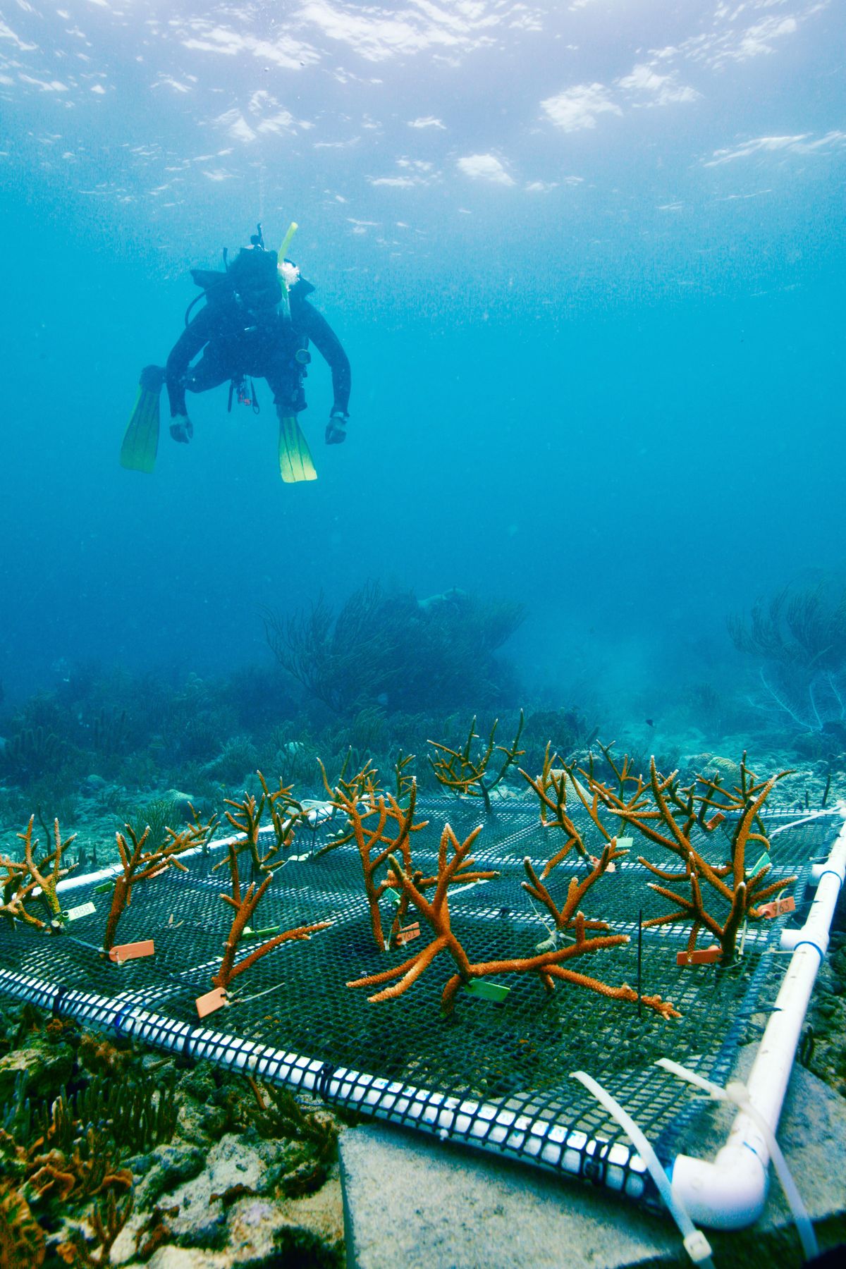 A member of the research group scuba diving. Credit: David Kline. A person scuba diving.