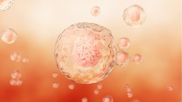 3D illustration of stem cells floating in a fluid environment, highlighting cellular structure and regenerative biology.