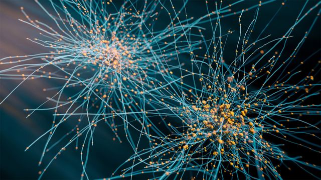 Neurons.