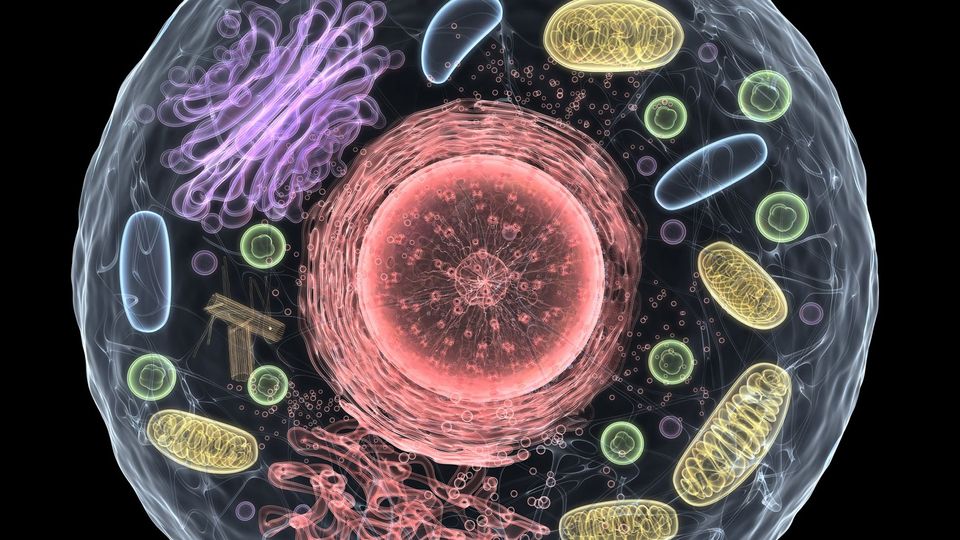 Cell with organelles