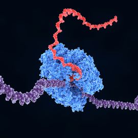 RNA Polymerase II transcribing DNA into RNA.  