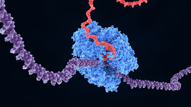 RNA Polymerase II transcribing DNA into RNA.  