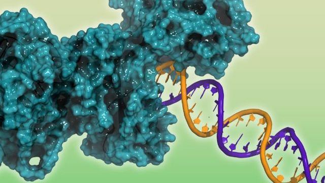 DNA damage repair stock photo