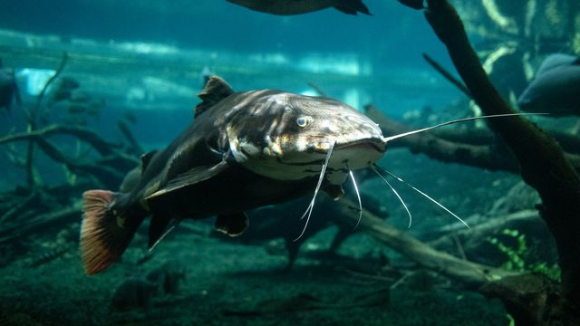 A catfish under water. 