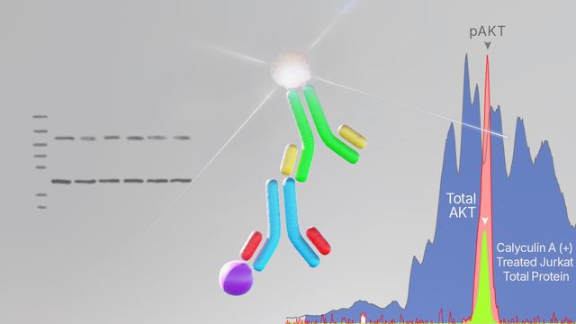 Western blot analysis showing protein bands on the left, a stylized antibody in the center, and a graph of AKT protein level
