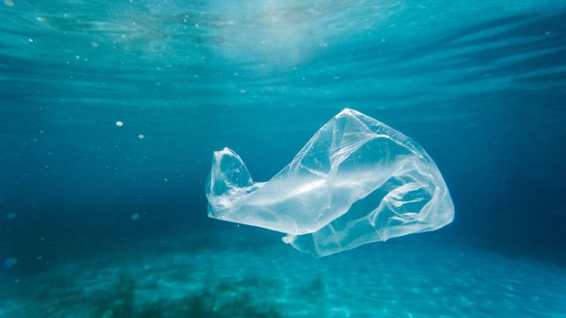 A plastic bag in the ocean. 