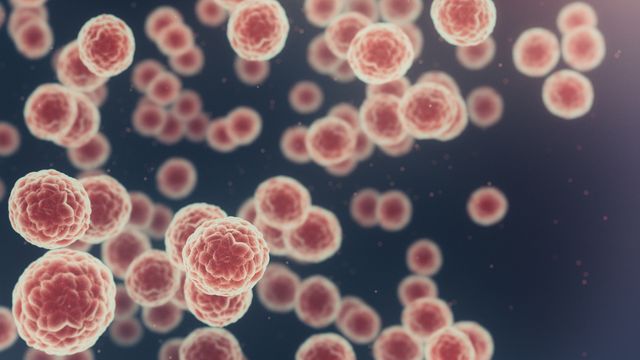 Cancer cells.