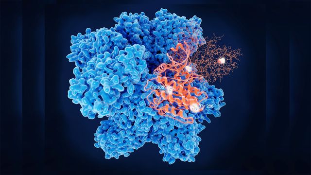 Recombinant Active Enzymes
