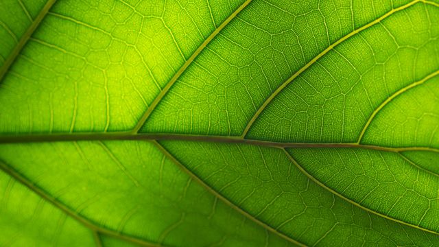 A close up of a leaf.