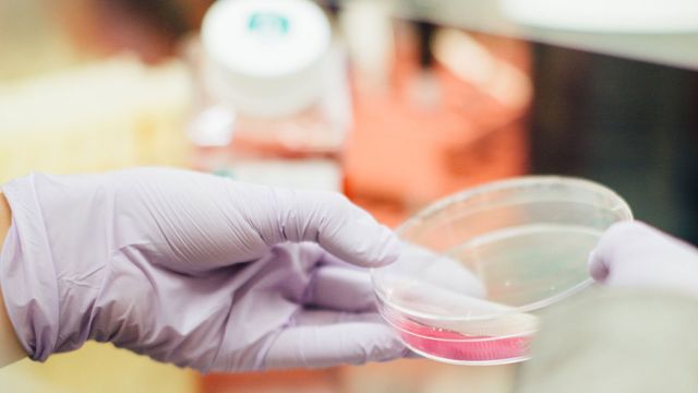 Gloved hands hold a petri dish containing cell culture medium.