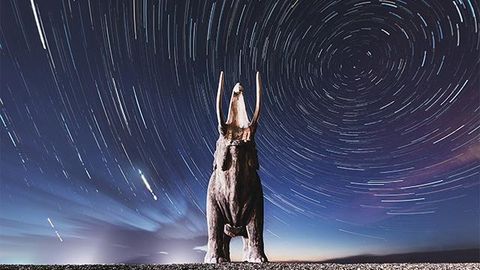 Return From Extinction