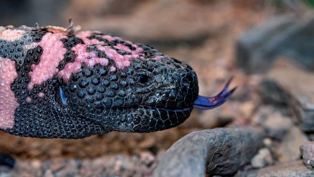 The head of a black and pink Gila monster, with it's tongue sticking out.