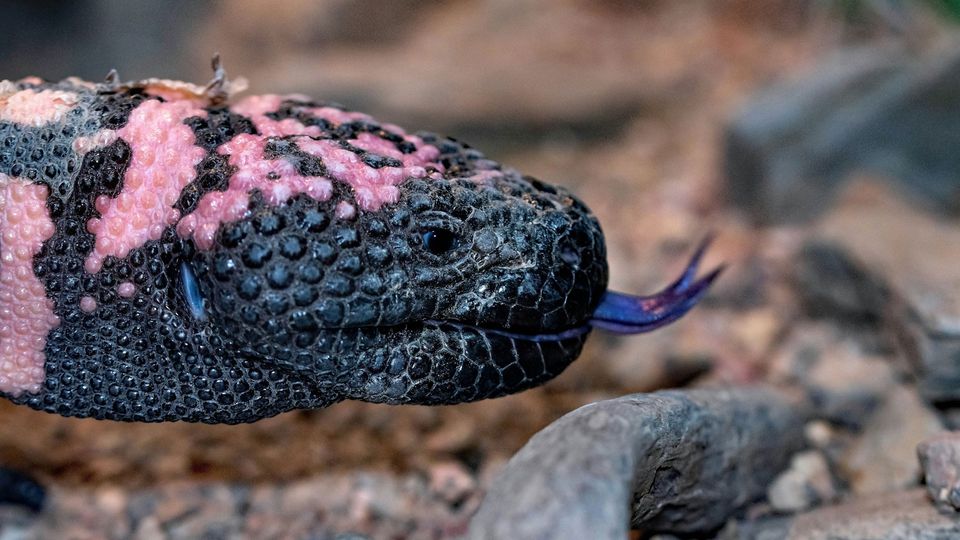 The head of a black and pink Gila monster, with it's tongue sticking out.