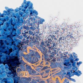 SignalChem Biotech Kinases 