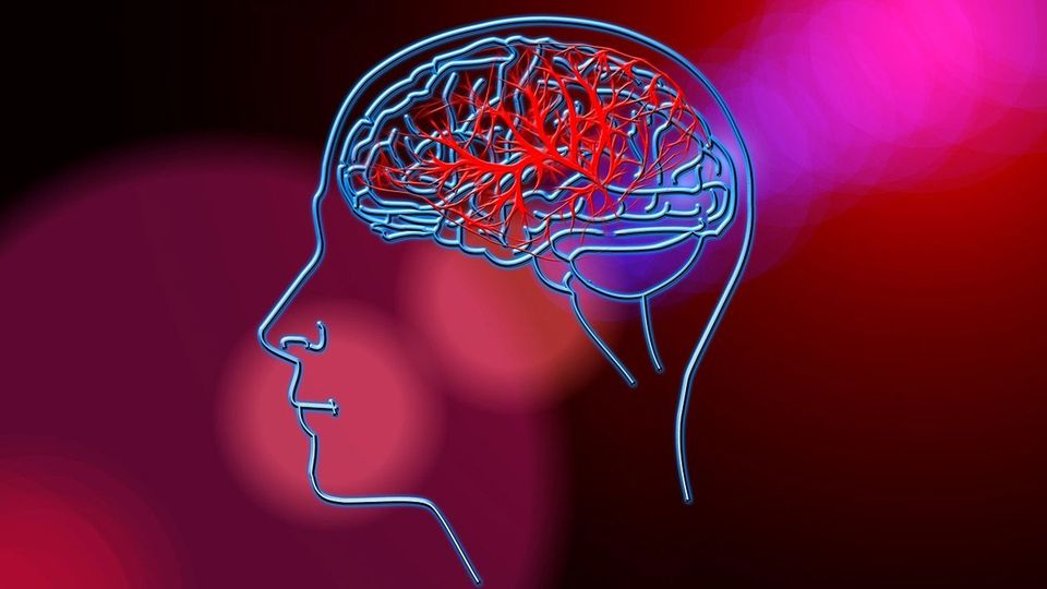 Outline of brain blood circulation