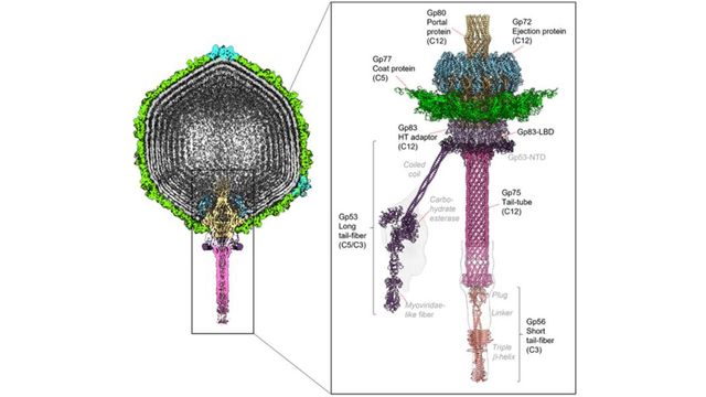 The molecular structure of the phage DEV. 