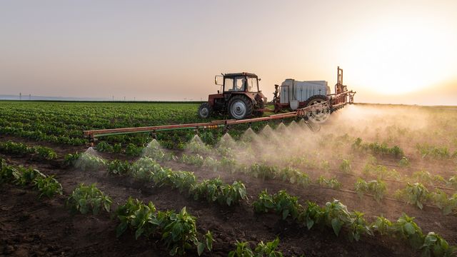 A tractor spraying a field of crops with pesticide. 