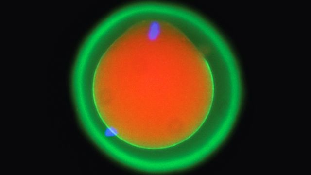 Fluorescence microscopy image of the fertilisation of a mouse egg marked in red and green. 